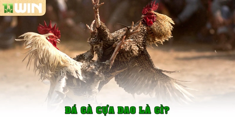 Đá gà cựa dao là gì?