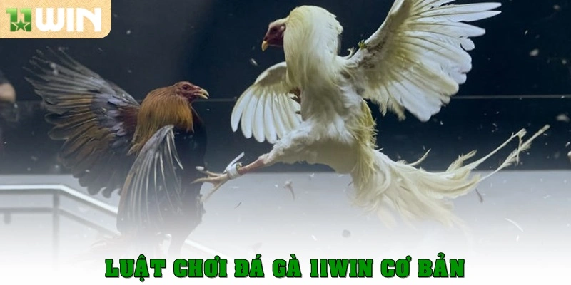 Luật chơi đá gà 11win cơ bản