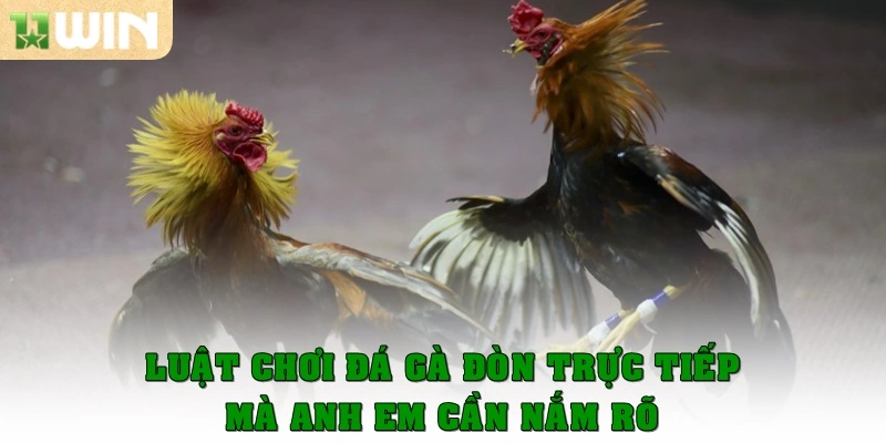 Luật chơi Đá gà đòn trực tiếp mà anh em cần nằm lòng