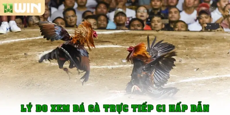 Lý do xem đá gà trực tiếp C1 hấp dẫn